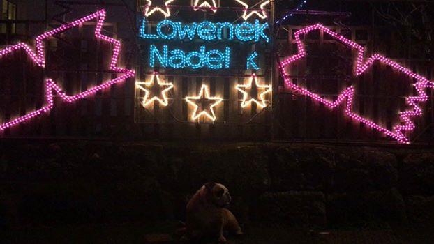 Christmas lights! Christmas lights!